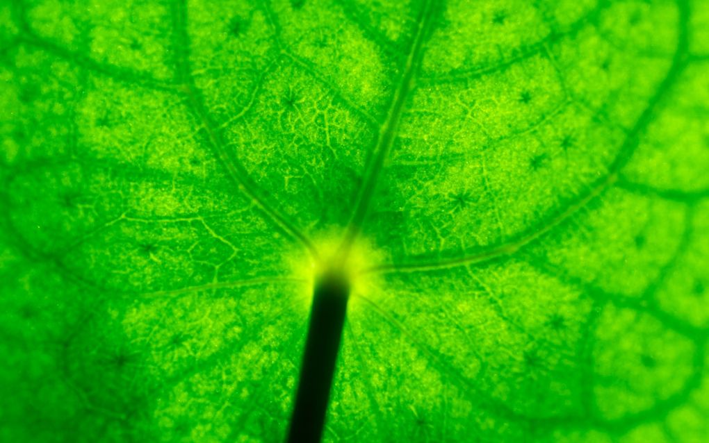 Onderkant van een groot, groen blad. Je ziet de nerven en structuren in het blad.