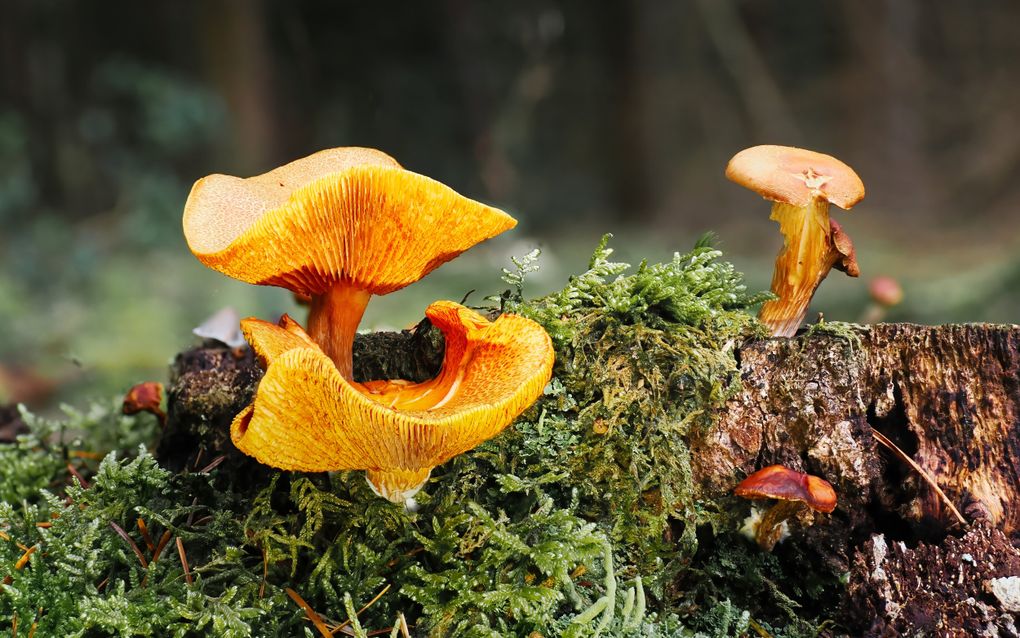 Oranje paddenstoelen die uit door groen bedekte boomstam groeien.