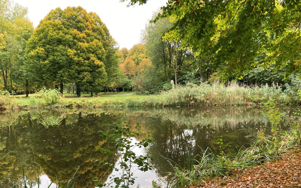 Vijver in het Vondelpark in Amsterdam. Aan de overkant van de vijver graspartijen met volgroeide loofbomen. De bomen weerspiegelen in de vijver.