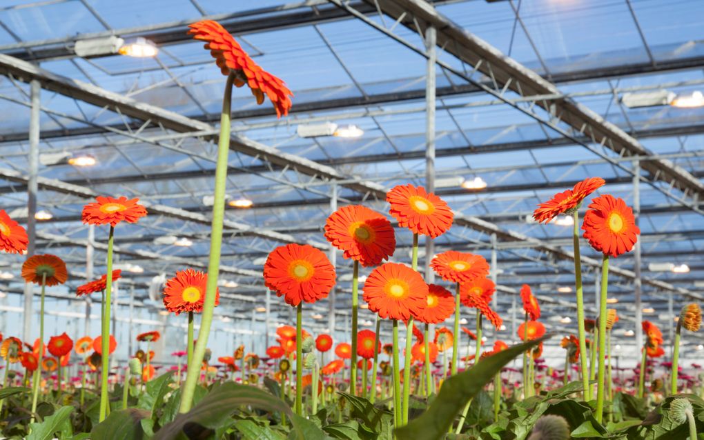 Bloemen in een kas. beeld iStock