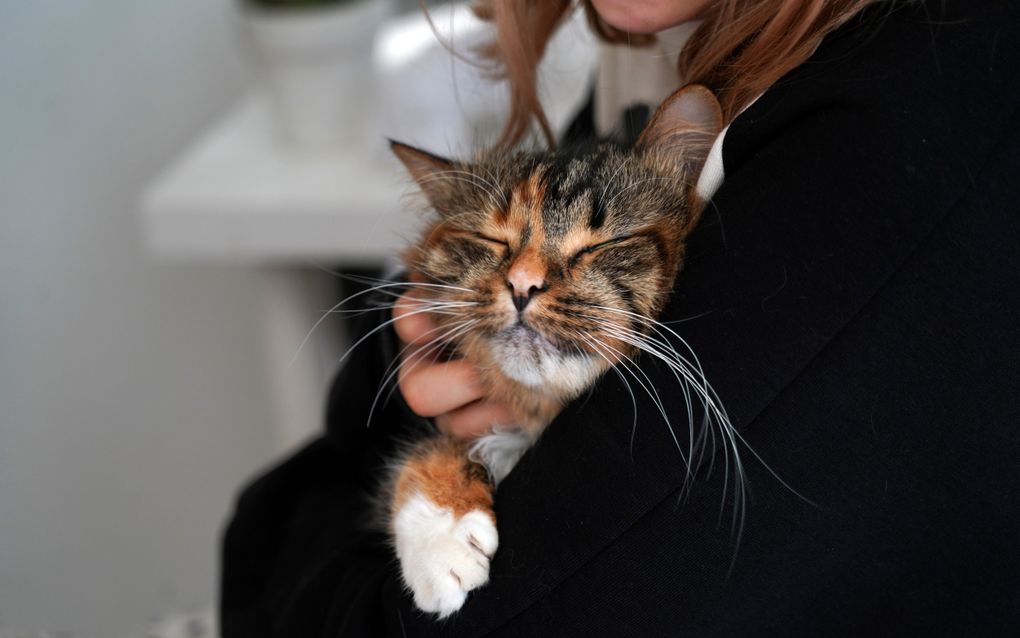 Wat denkt mijn kat? Volgens Maarten Reesink komen we daar binnen afzienbare tijd achter