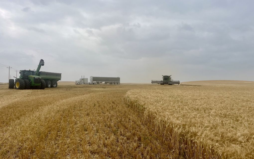 Graanveld met oogstmachines: een trekker met kar, een vrachtwagencombinatie en een combine.