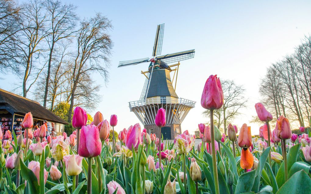 Keukenhof in Nederland. beeld Keukenhof