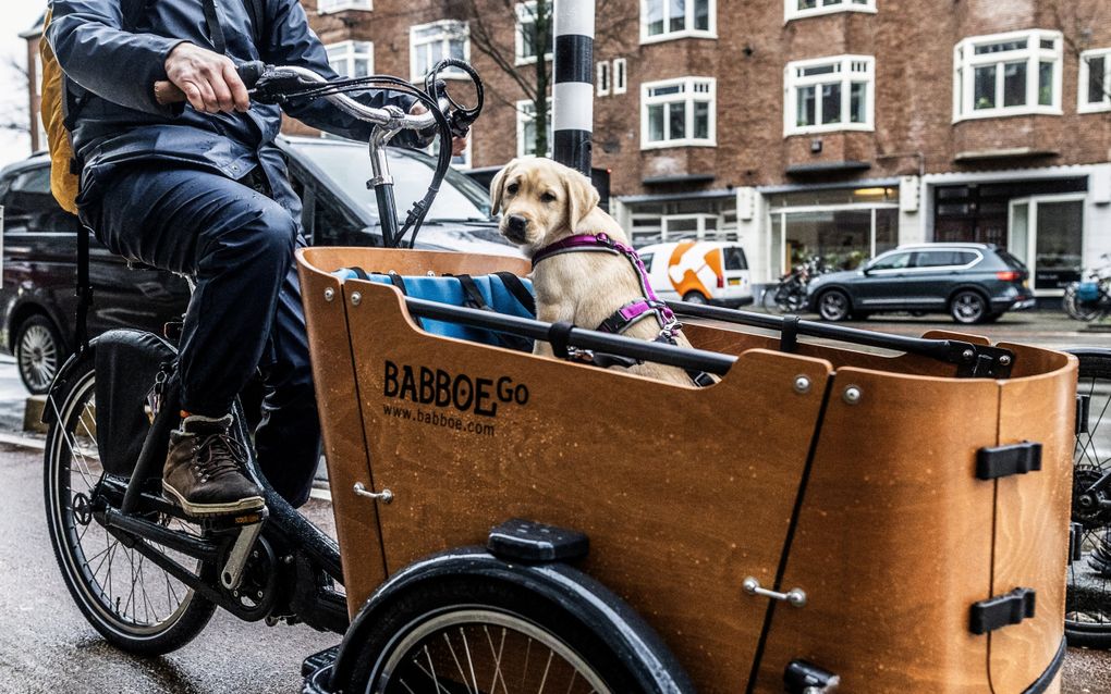 Babboebakfiets. beeld ANP, Eva Plevier