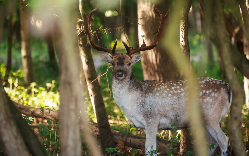 Provincie maakt plan om Zeeuws buitengebied te redden