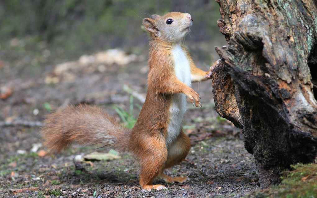 De rode eekhoorn staat op zijn achterboten. Met een voorpootje houdt hij zich vast aan een boomstronk.