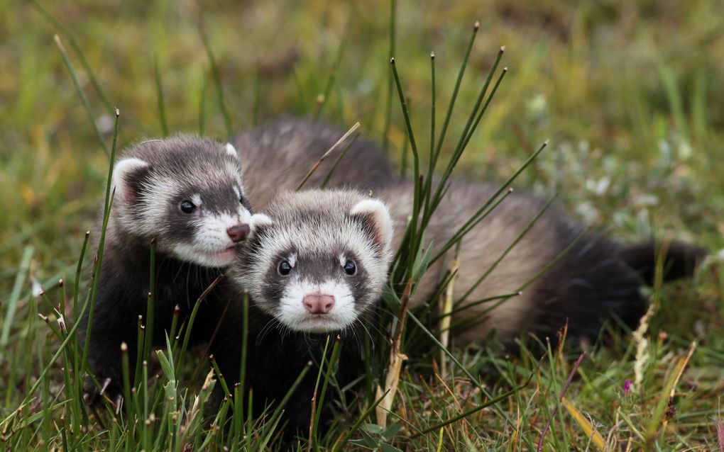 Twee bunzingen kijken in de camera, Ze zitten in het groene gras.