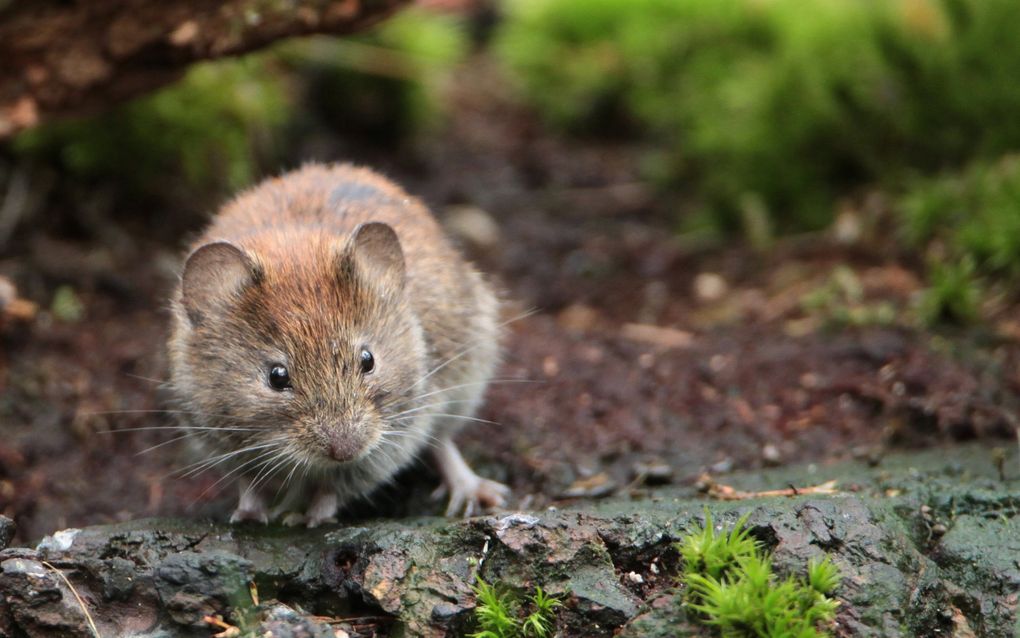 Een muisje loopt op een stukje boomschors. Wat opvalt zijn de ronde oortjes van het diertje. 