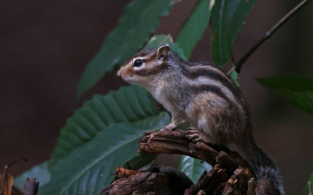 Kleine bruine Siberische grondeekhoorn op een boomstronk.