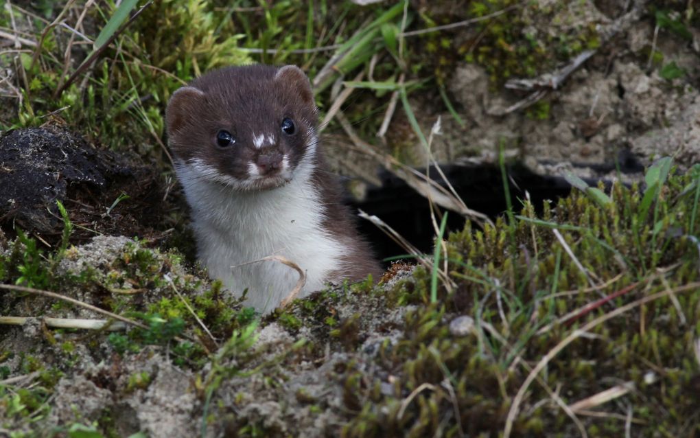 Een lang, slank diertje met een spitse snuit kijkt boven het mos uit. Het beestje heeft een bruin kopje en witte borst.