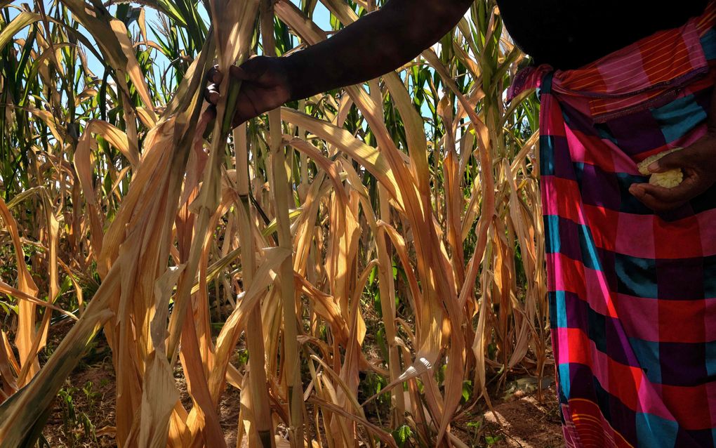 Boerin Ladias Konje in een maïsveld bij het dorp Kanyemba. Zimbabwe heeft de noodtoestand aangekondigd vanwege de droogte in het land. beeld AFP, Jekesai Njikizana