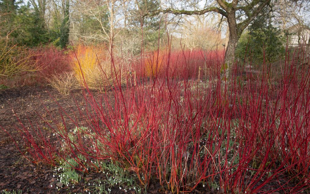 Een groep kale struiken met vuurrode takken. 