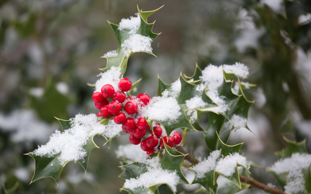 Groene, gekartelde blaadjes met rode bessen en sneeuw erop.