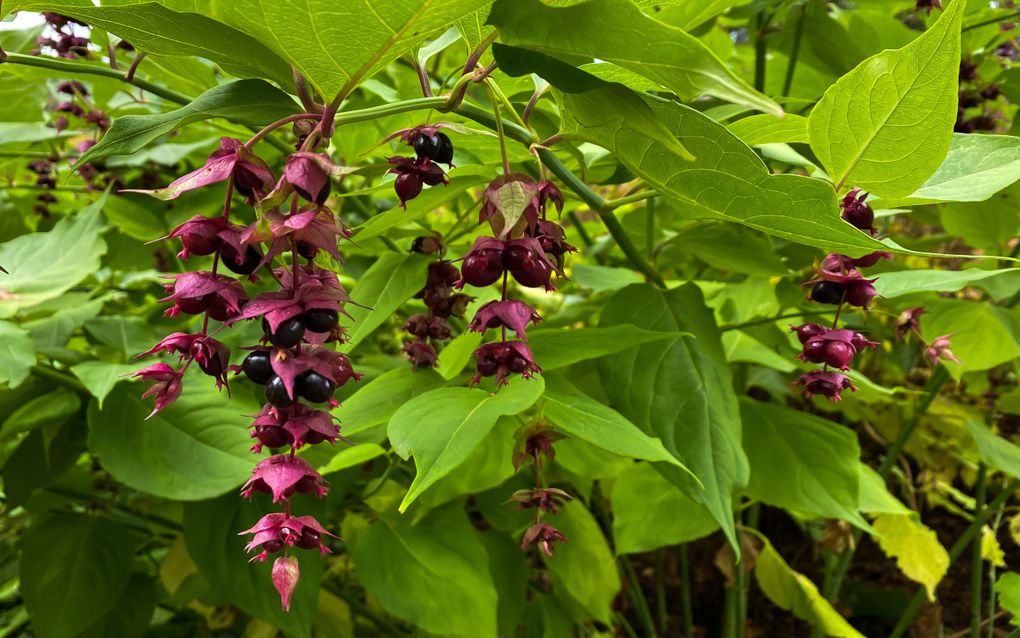 Groene struik met purperrode trosjes die lijken op oorbellen.