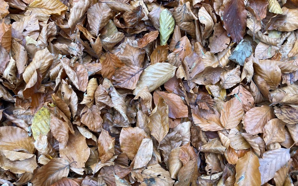 Bruine beukenbladeren.