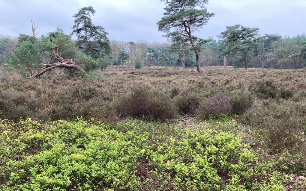 Bruine heide met her en der een vliegden.