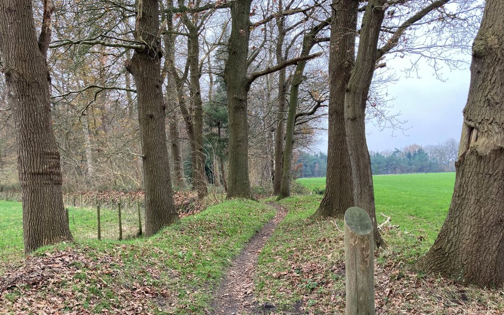 Olifantenpaadje tussen twee rijen bomen door. Rechts weiland en houtwallen met volgroeide bomen.