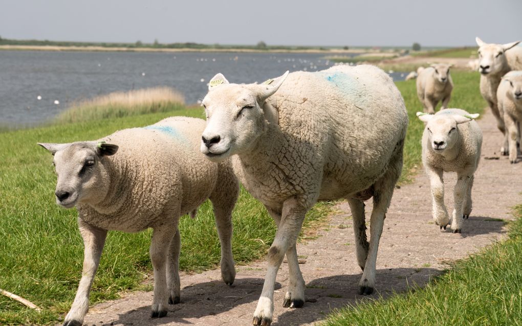 Schapen lopen achter elkaar op een pad over een dijk.