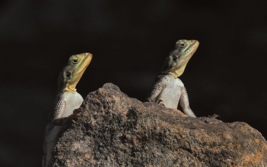 Twee hagedissen steken hun kop en bovenlijf boven een rots uit. Ze bevinden zich naast elkaar, tegen een zwarte achtergrond.