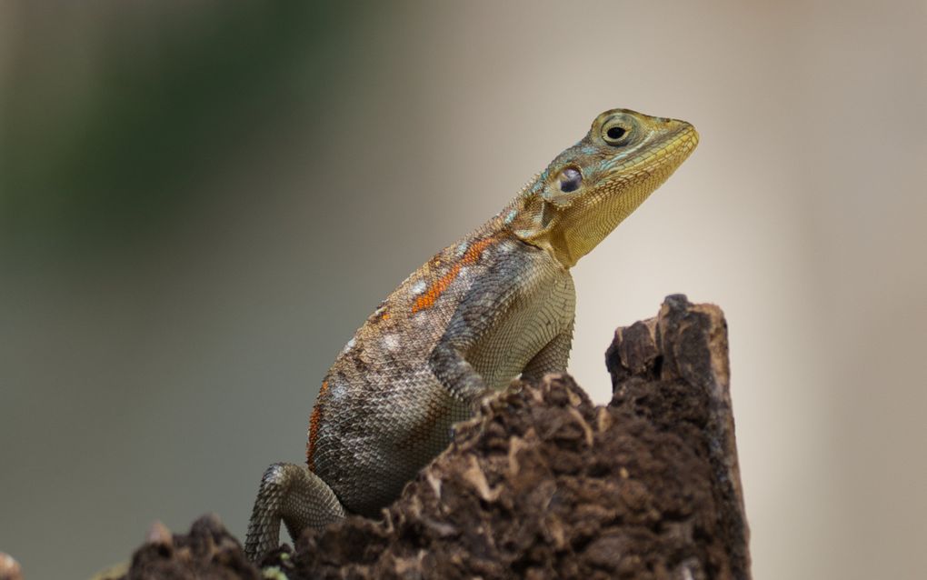 Een hagedis zit rechtop op een donkere boomstronk. De geschubde huid heeft oranje en blauwgroene accenten. De kop is omhooggericht, de achtergrond is zacht en onscherp.