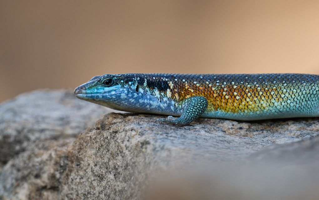 Een langgerekte, gladschubbige hagedis ligt plat op een rots. De kop is blauwgroen, het lichaam toont gele en blauwgroene tinten en loopt horizontaal door het beeld.