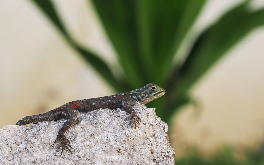 Een donkere hagedis ligt op een lichte steen. Op de achtergrond staat een grote, groene plant die onscherp is weergegeven.