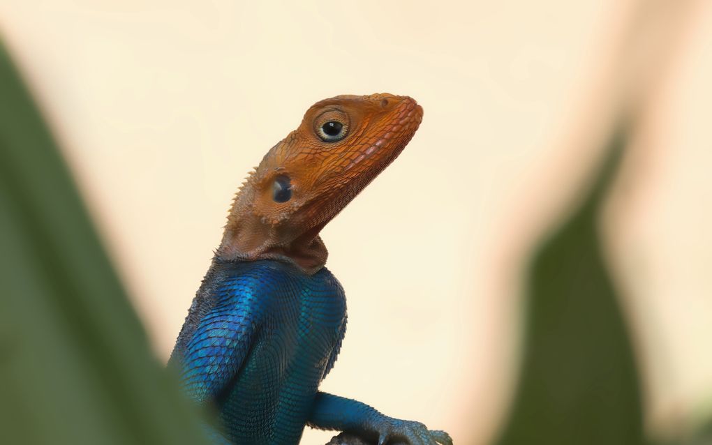Felgekleurde hagedis kijkt schuin omhoog vanaf een boomstronk. Vage groene bladeren vormen een kader aan weerszijden.