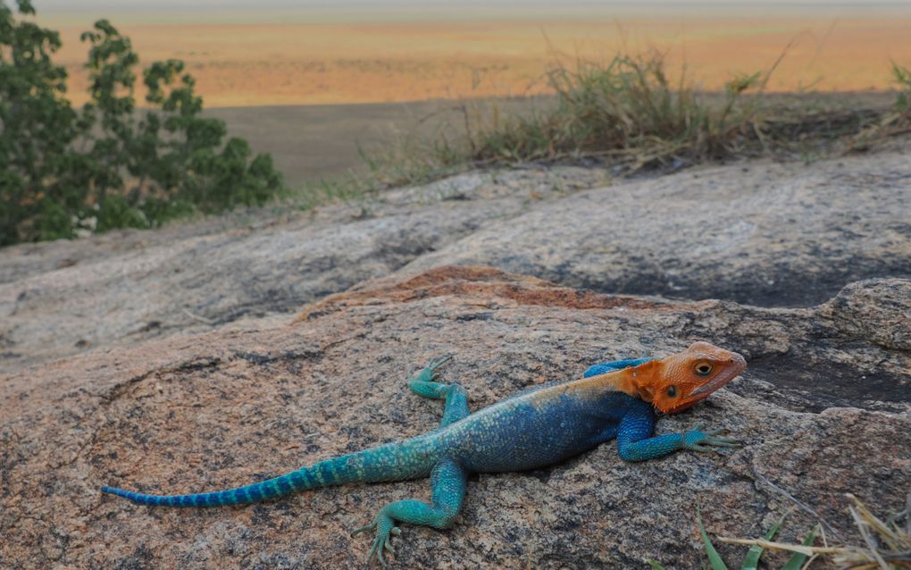 Felgekleurde hagedis ligt languit op een rots. De kop is oranje, het lichaam blauwgroen, met de staart naar links uitgestrekt. Op de achtergrond een open Afrikaans landschap.
