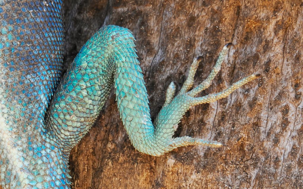 Ingezoomd beeld van een blauwgroene hagedissenpoot met scherpe nagels, rustend tegen ruw bruin hout. De schubben zijn duidelijk afzonderlijk zichtbaar.