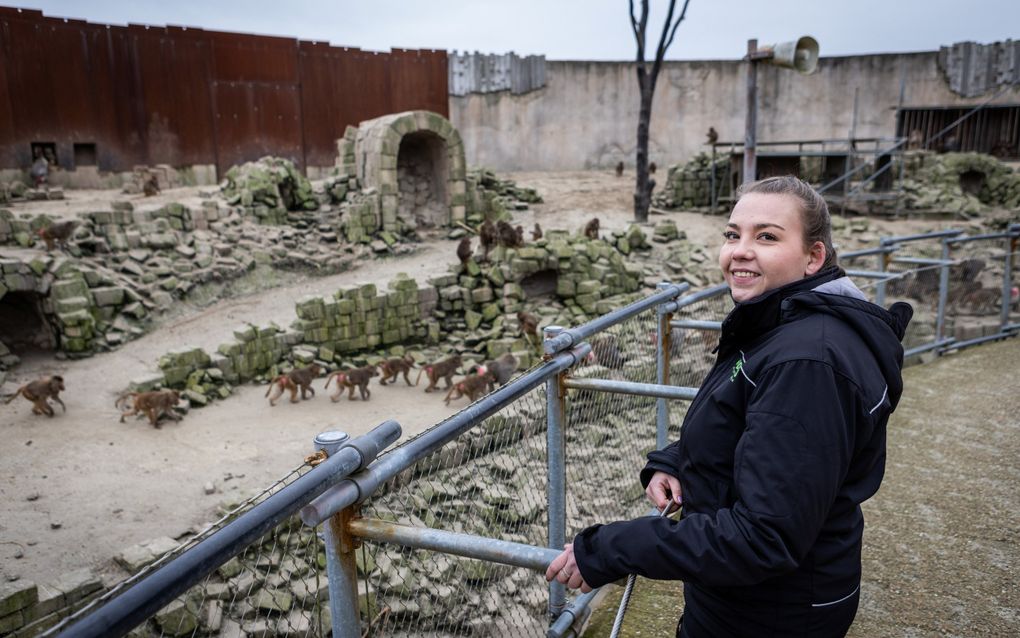 Dierverzorger Wildlands Emmen: Apen die filmden met telefoon bezoeker niet alleen maar grappig