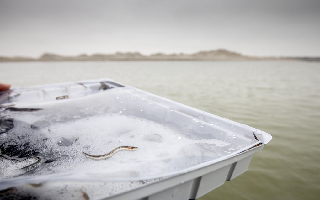 Een witte bak met daarin een aal hangt boven grijsgroen water. 
