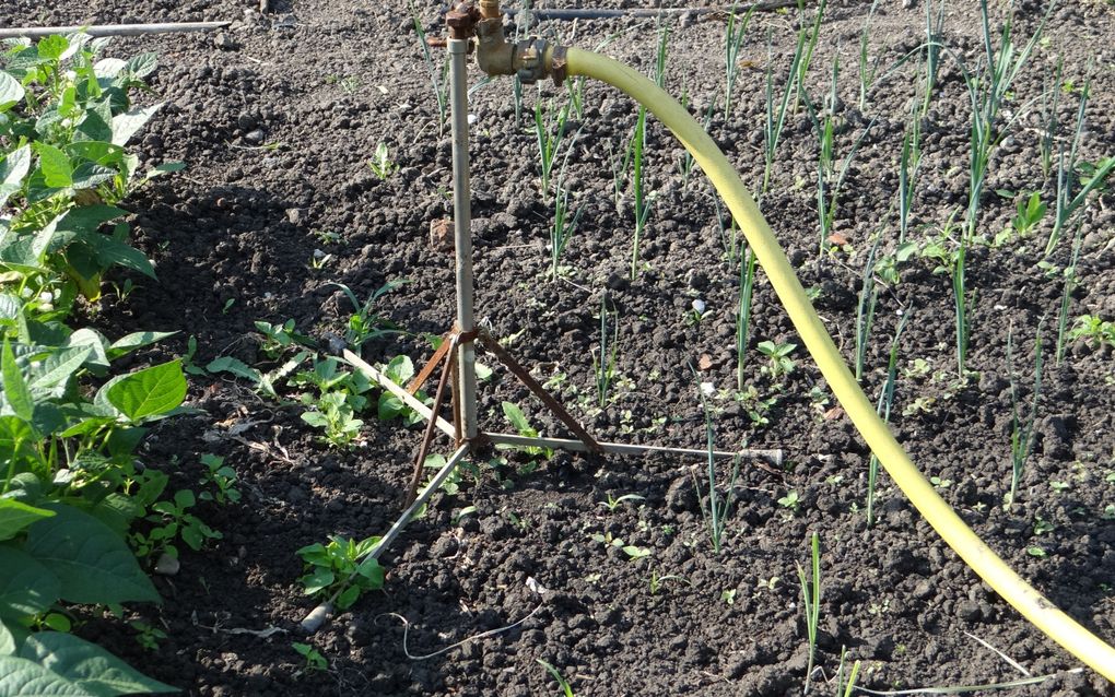 Sproei-installatie moestuin. beeld RD, Jolanda Bloos