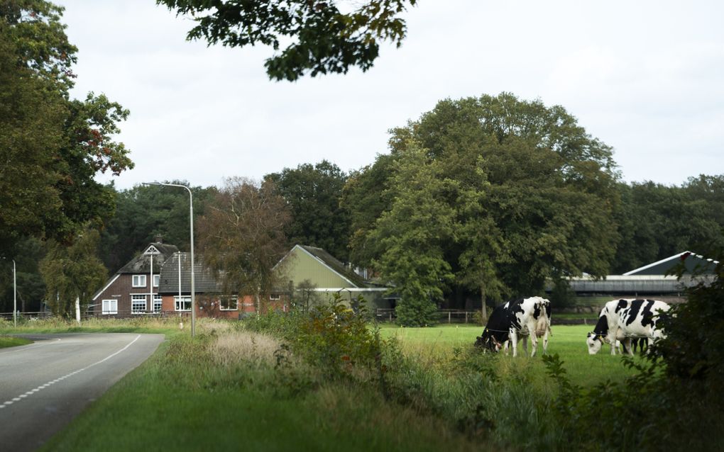 Koeien lopen op een zomerse dag in een weiland naast een boerderij, die vlak bij een bos staat.