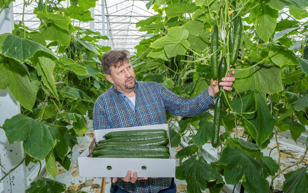 Rino Kaljouw teelt al 34 jaar komkommers. beeld Dirk-Jan Gjeltema