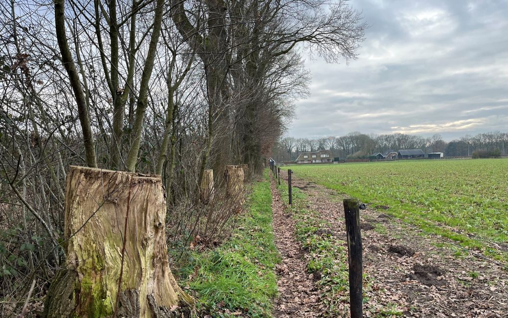 Smal voetpad tussen geboomte en akkerland.
