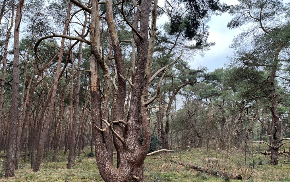 Een grillig gevormde boom met vijf opstaande stammen afkomstig uit één stam in een bos met allemaal vliegdennen.