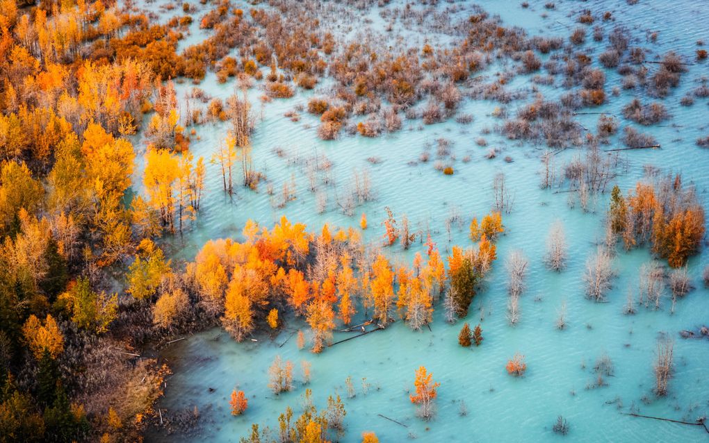 Gele lariksen van bovenaf gezien. Een deel van de bomen staat in blauw water.