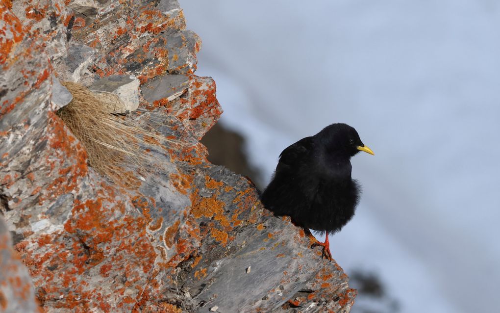 Zwart vogeltje met gele snavel zit op de rand van een grijsbruine rots.