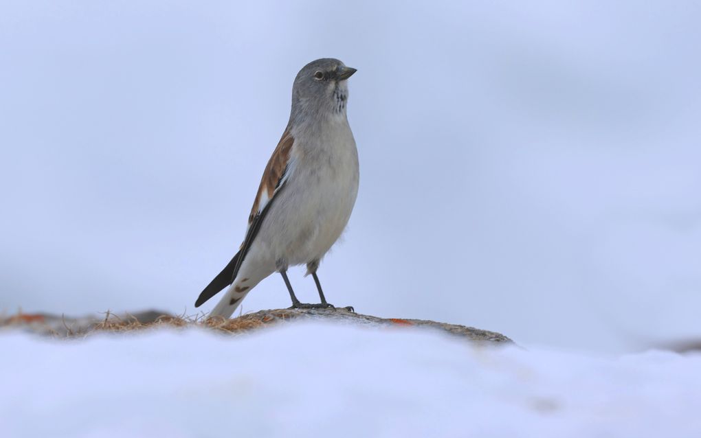 Grijs vogeltje kijkt een beetje omhoog en staat in de sneeuw.
