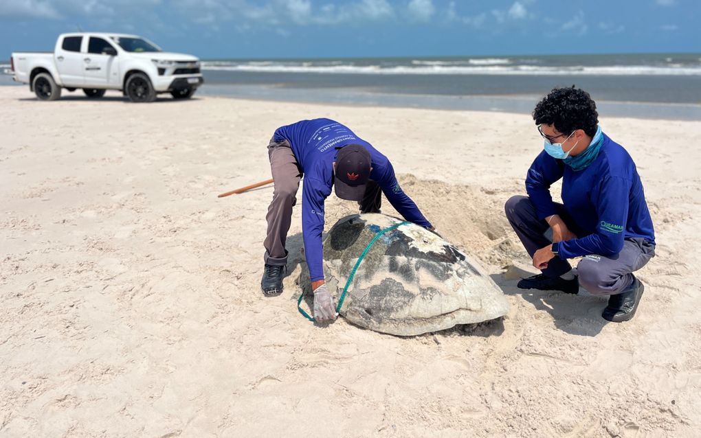 Zeeschildpad Vitória overleeft stranding en poept plastic dop uit