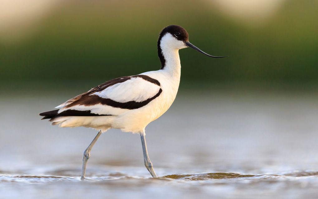 Zwart-witte vogel met opvallende gebogen snavel. Het dier loopt door een laagje water. 