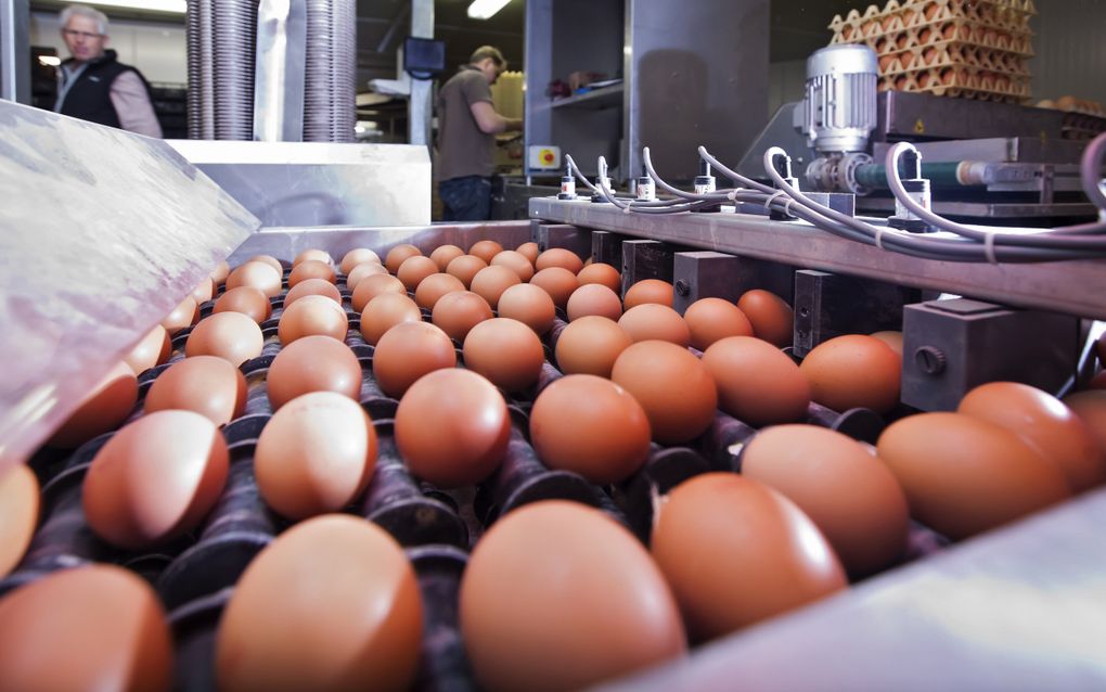 Bruine eieren rollen over een sorteerband. Op de achtergrond staat een stapel eiertrays.