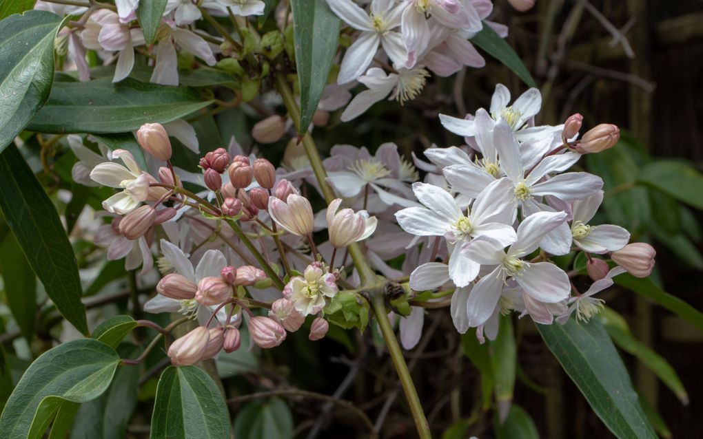 Witroze bloesem tussen groen blad.