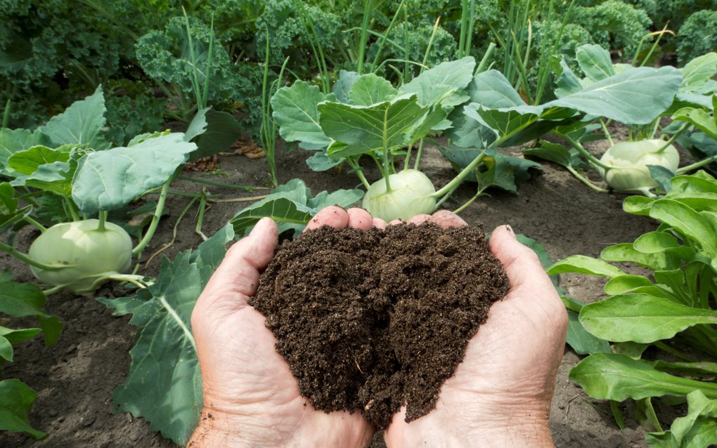 Twee handen omsluiten een schep aarde. Op de achtergrond moestuingewassen als koolrabi.