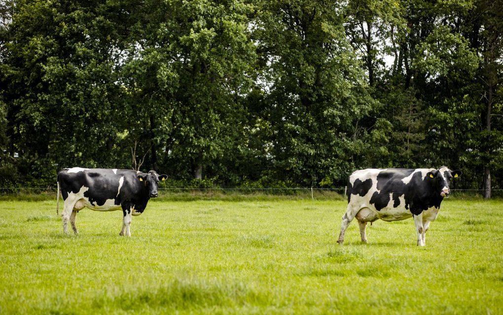 Twee koeien lopen in een weiland. Op de achtergrond staat een bomenrij.