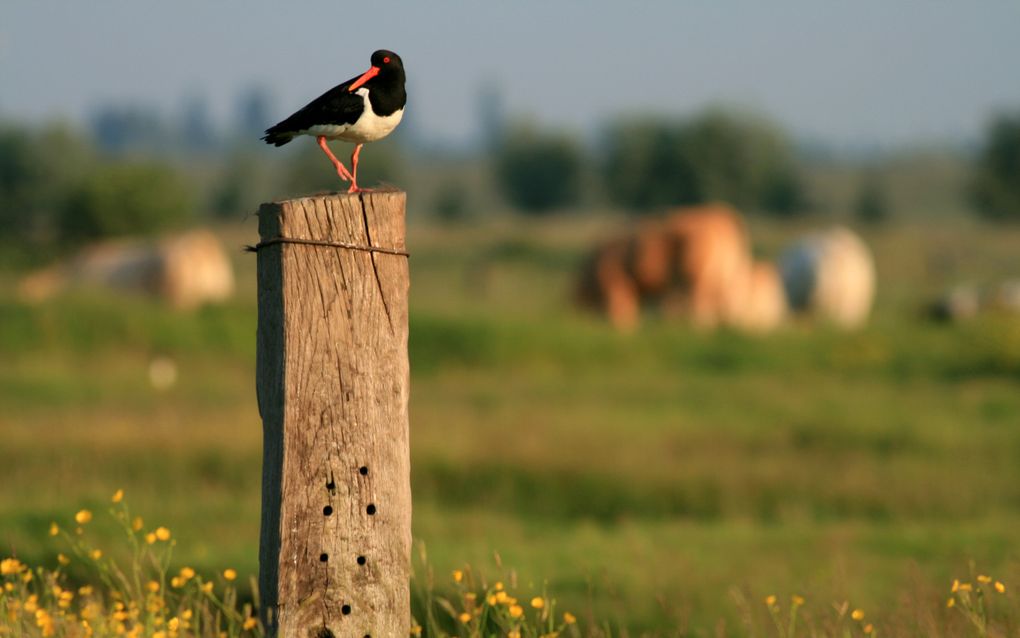 Zwart met witte vogel met oranje snavel op een paal ine en weiland bij ondergaande zon. 