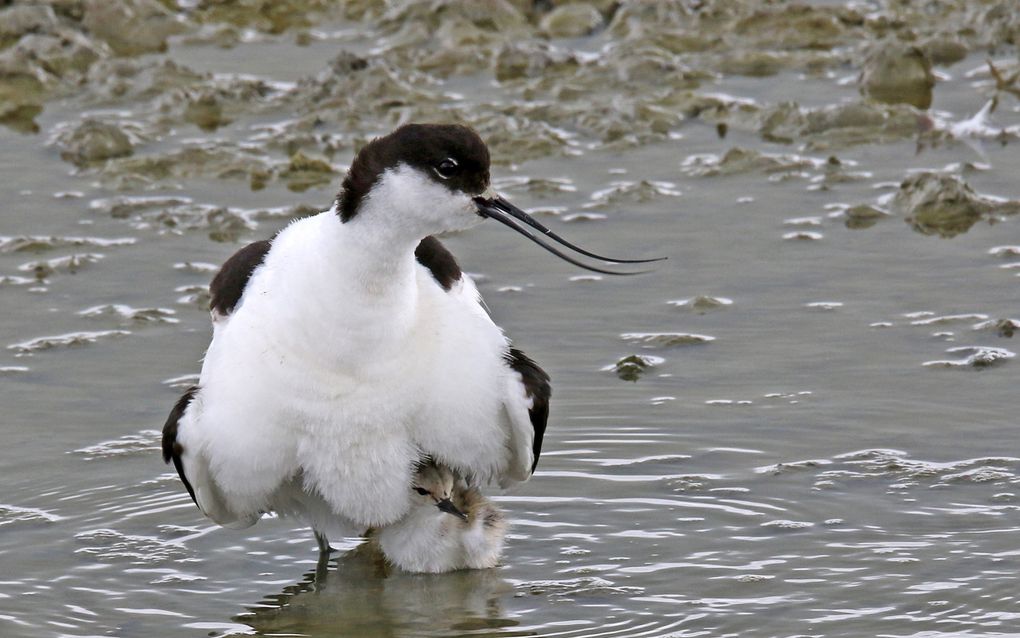 Donzige witte vogel staat met zijn poten in het water. Onder hem zit een klein wit kuiken. De grote vogel heeft een lange zwarte gebogen snavel.