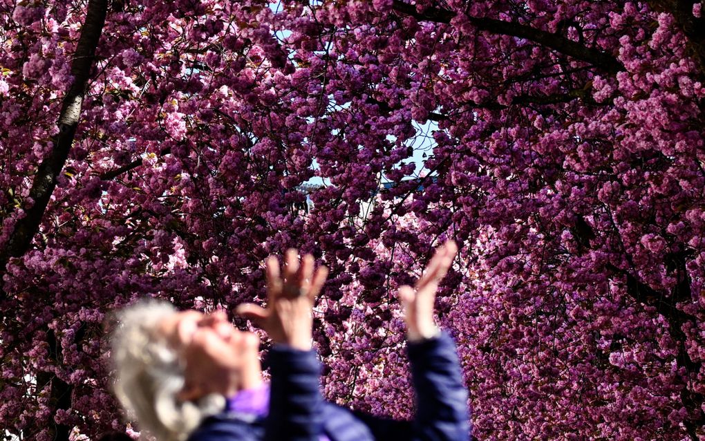 Een boom met roze bloesem en een vrouw is vaag op de voorgrond te zien. 