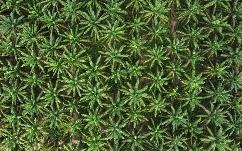 Palmbomen, van bovenaf gezien.