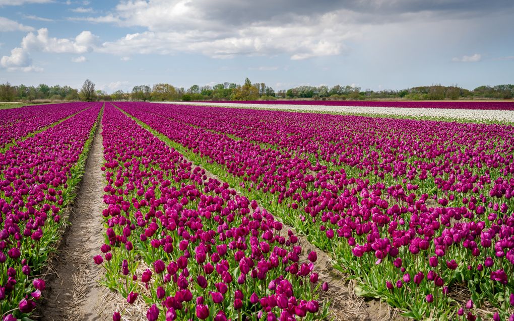 Bollenvelden bij Lisse. beeld Hanno de Vries